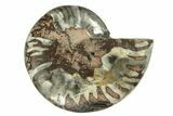 Cut & Polished Ammonite Fossil (Half) - Unusual Coloration #263651-1